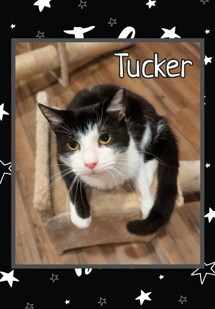 Tucker