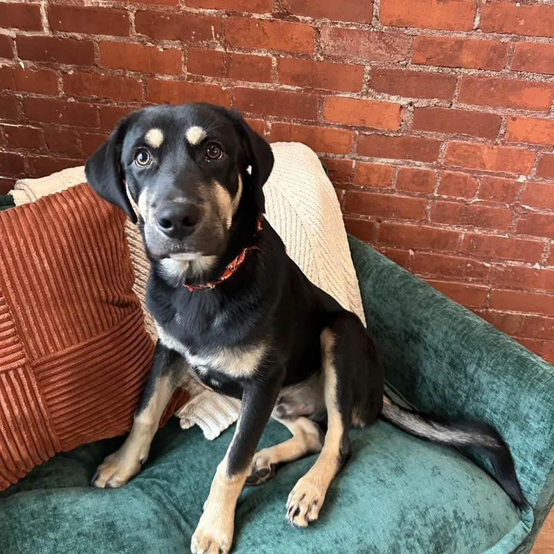 A young medium-sized male Sable Rottweiler dog named River for adoption in Monticello, IA