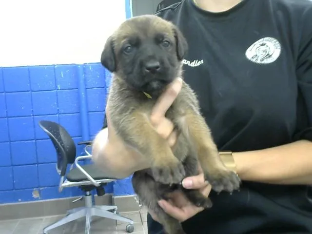 A baby small-sized female German Shepherd Dog dog named Wren for adoption in Albuquerque, NM
