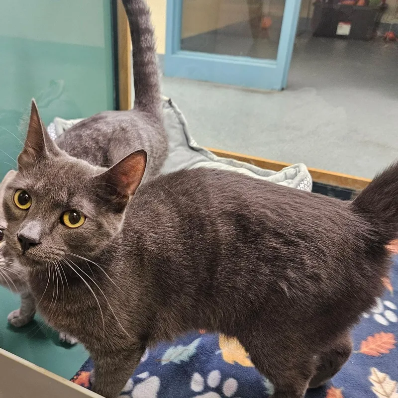 A young medium-sized male Domestic Short Hair cat named Smoky for adoption in Suffolk, VA