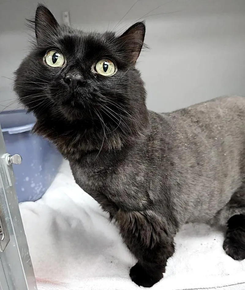 A senior medium-sized female Domestic Medium Hair cat named Jinks for adoption in Los Angeles, CA