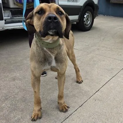 An adult large-sized male Cane Corso dog named Scooby for adoption in Merriam, KS