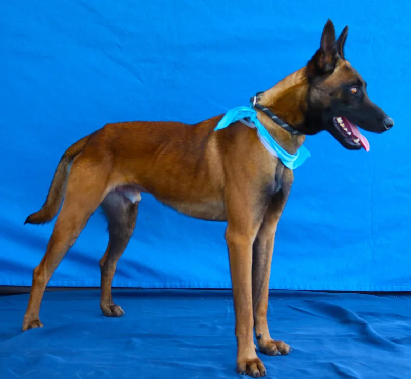 A young medium-sized male Belgian Shepherd / Malinois dog named Bunches for adoption in Pasadena, CA