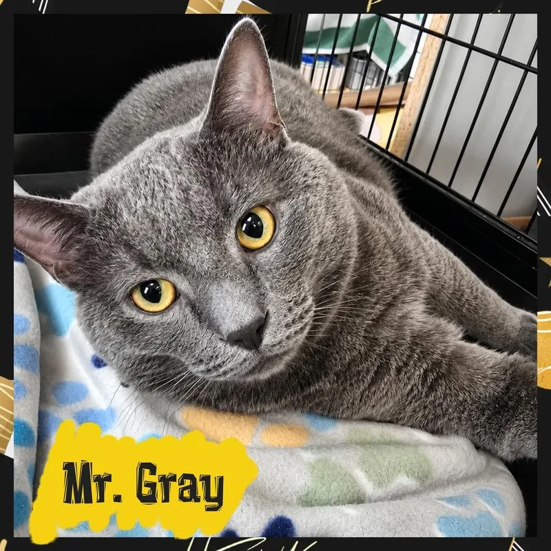 W Mr. Gray