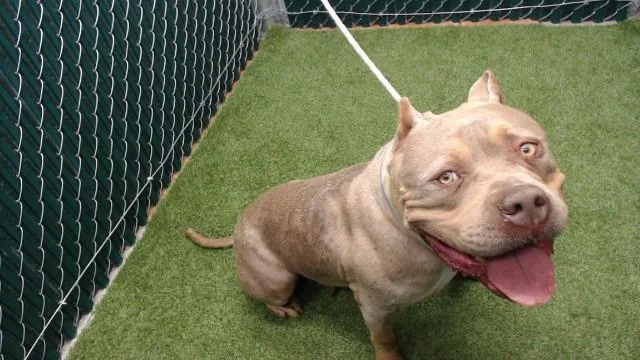 An adult medium-sized female Pit Bull Terrier dog named Formosa for adoption in Downey, CA