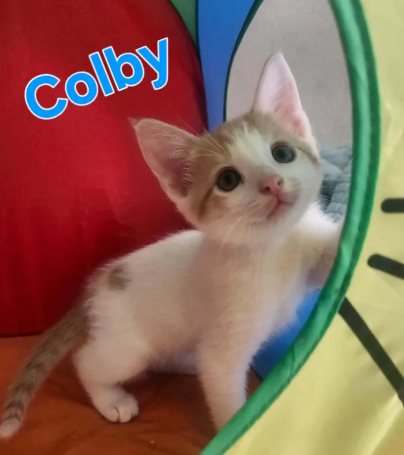 Colby