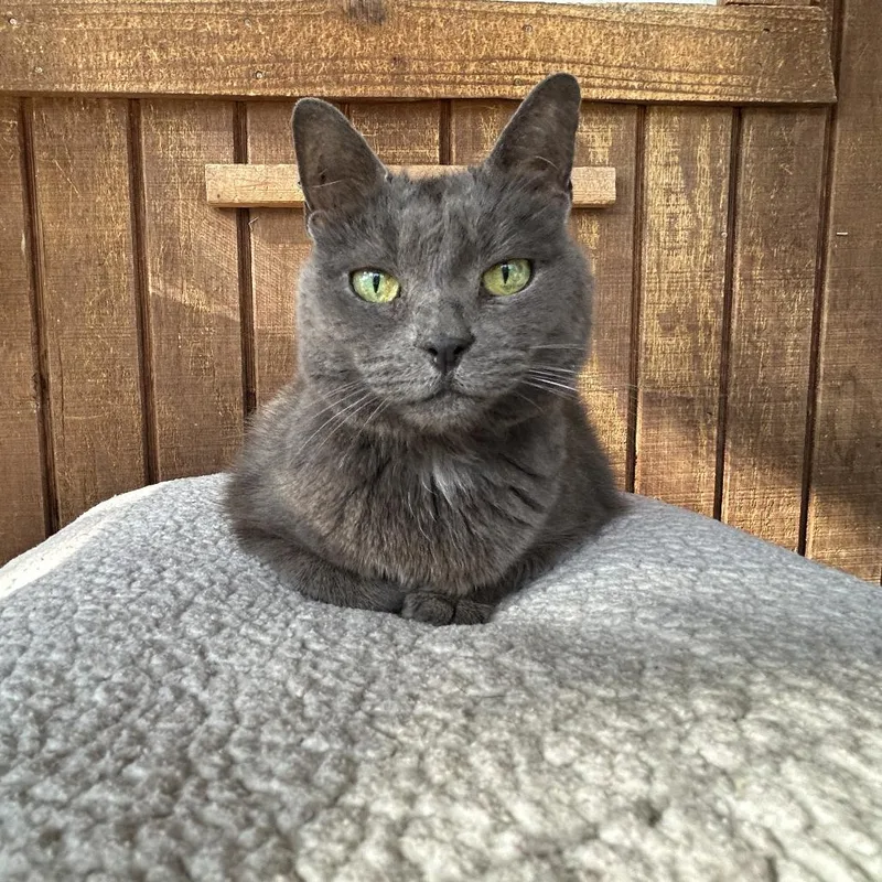 An adult large-sized male Gray / Blue / Silver Domestic Short Hair cat named Chevy for adoption in Conway, NH