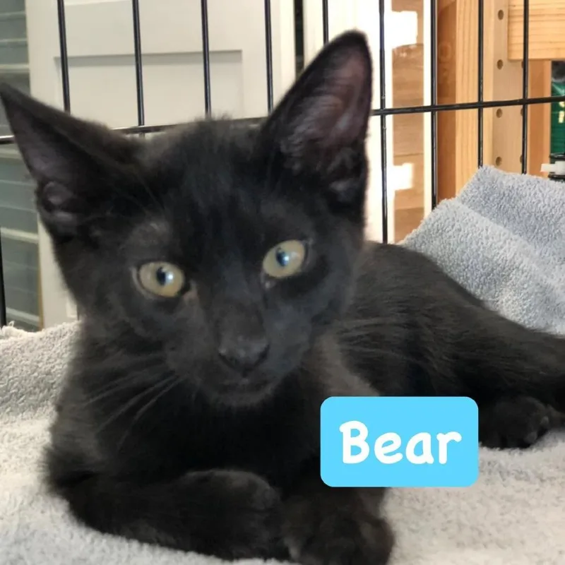A baby small-sized male Domestic Short Hair cat named Bear DogDay Mascoutah for adoption in Belleville, IL