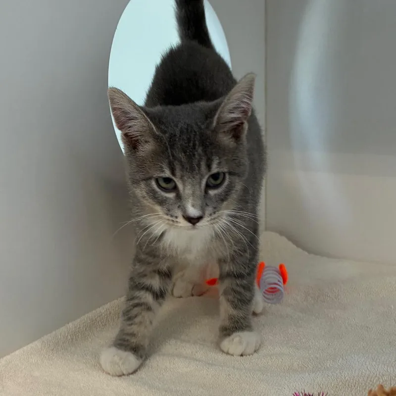 A baby small-sized male American Shorthair cat named Nottingham for adoption in Greensboro, NC