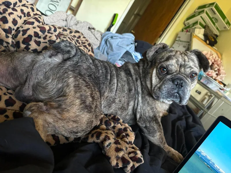 An adult small-sized male French Bulldog dog named Gizmo for adoption in modesto, CA