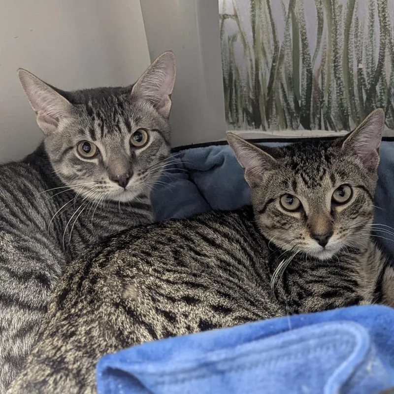 A baby medium-sized male Tabby (Brown / Chocolate) Domestic Short Hair cat named Jimmy and John for adoption in Fenton, MI
