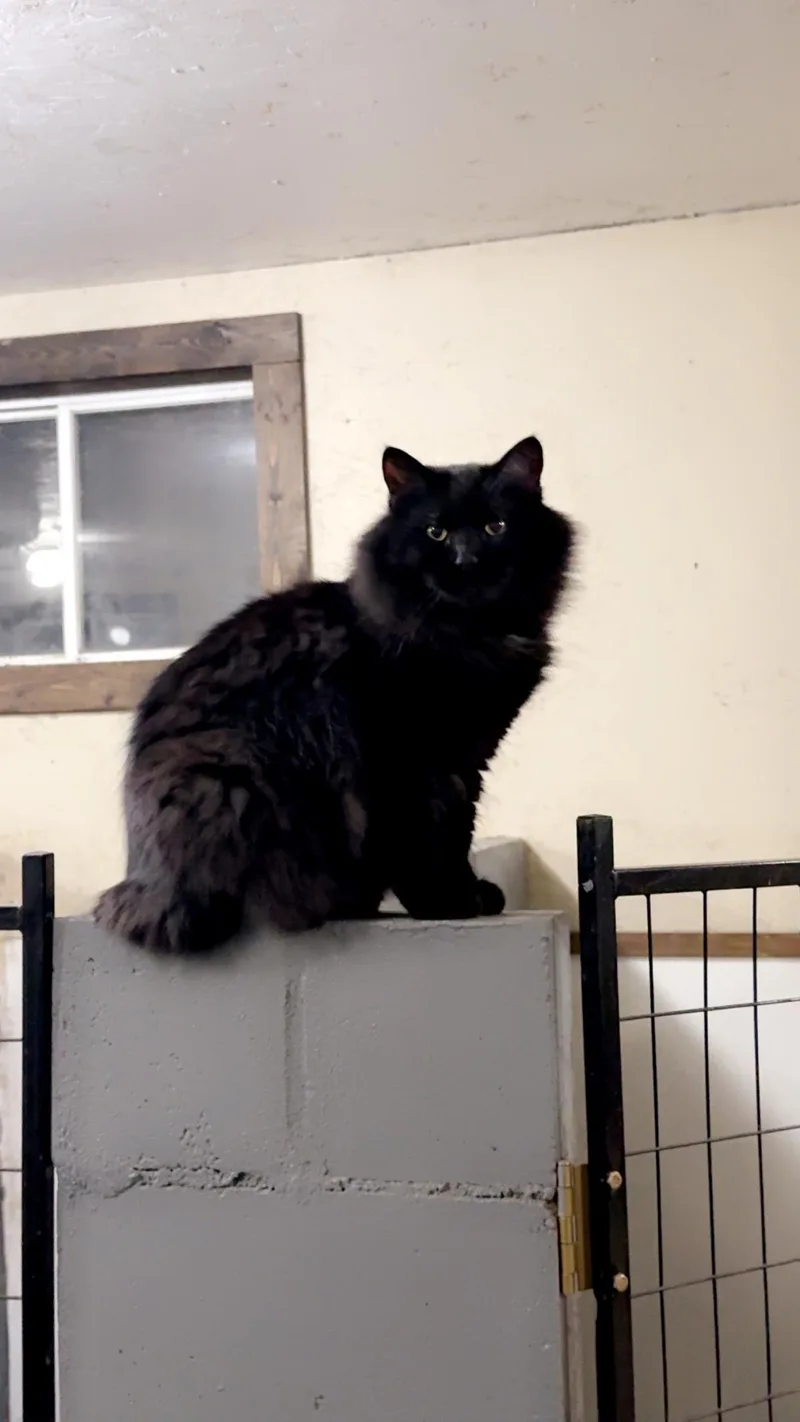 An adult medium-sized male Black Domestic Long Hair cat named Midnight for adoption in Cando, ND