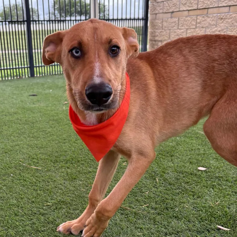 A young medium-sized male Yellow / Tan / Blond / Fawn Shepherd dog named Ray for adoption in Hagerstown, MD