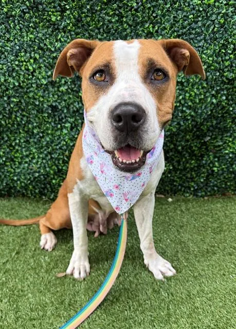 An adult medium-sized female American Bulldog dog named Cheerio for adoption in Naples, FL