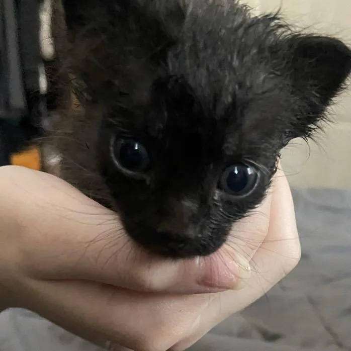 A baby small-sized male Black Domestic Short Hair cat named Xero for adoption in Westminster, CA