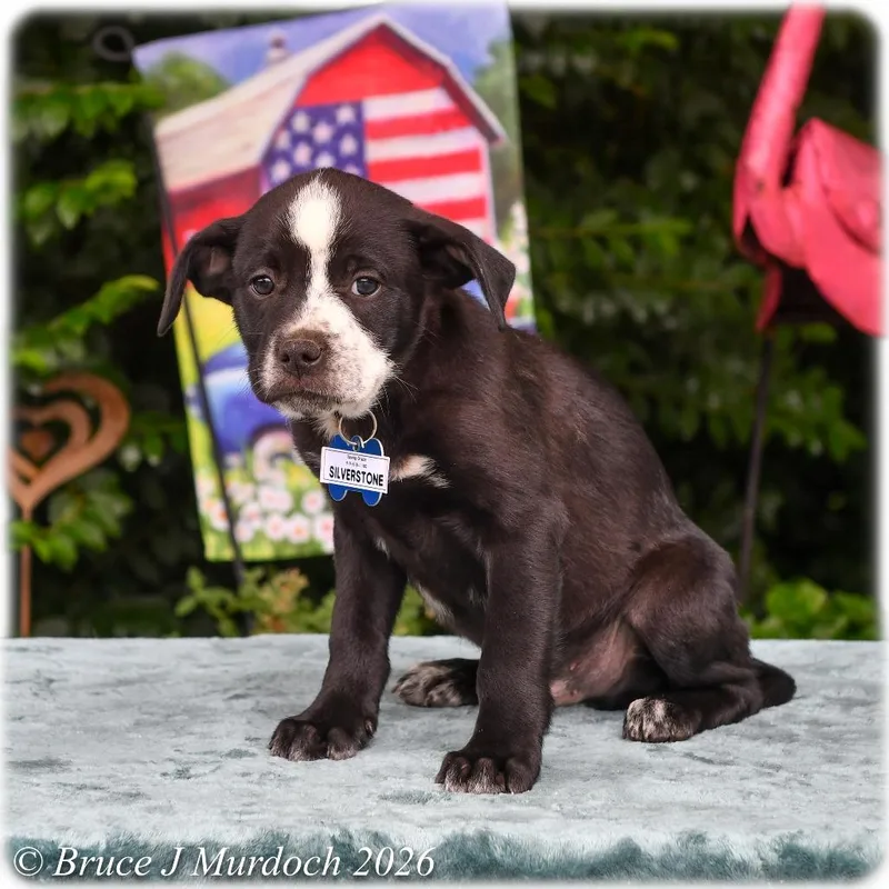 A baby small-sized male Black Labrador Retriever dog named Silverstone for adoption in Wake Forest, NC
