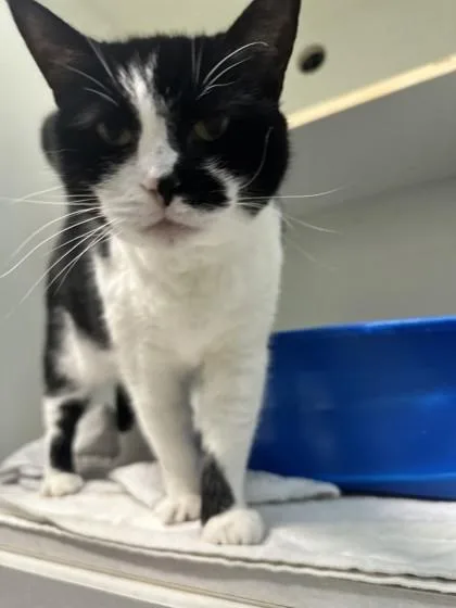 An adult medium-sized female Domestic Short Hair cat named Damsel for adoption in Palm Coast, FL