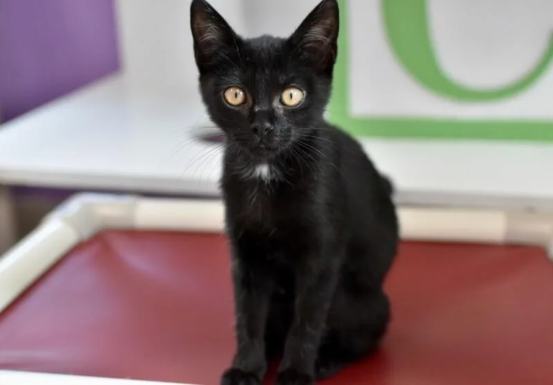 A young medium-sized female Black Domestic Short Hair cat named Sarah for adoption in Marietta, GA