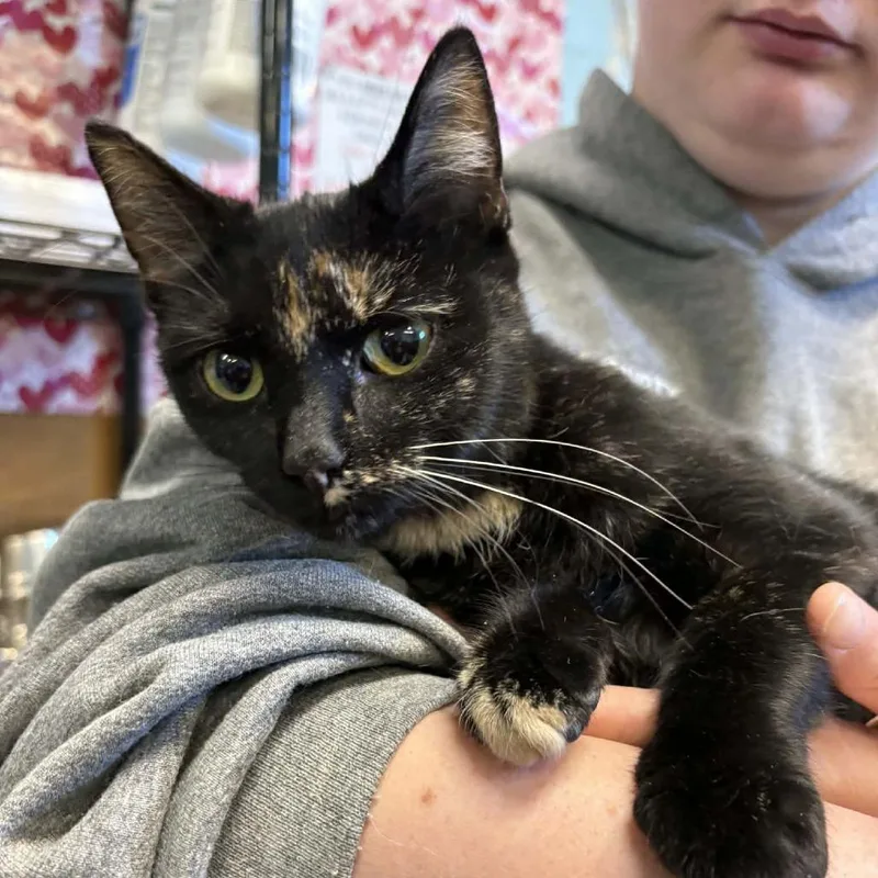 A young medium-sized female Brown / Chocolate Domestic Short Hair cat named Coconut for adoption in Toms Brook, VA