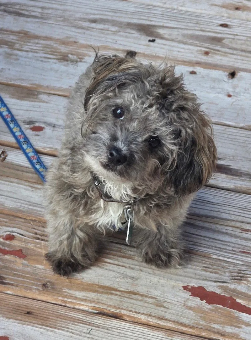 An adult small-sized male Maltese dog named Dio for adoption in Oxford, MI