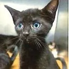 A baby small-sized female Black Domestic Short Hair cat named Paula for adoption in Marietta, GA