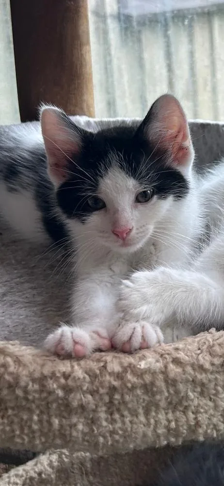 A baby small-sized male Black & White / Tuxedo Domestic Short Hair cat named Trent for adoption in Metamora, IL