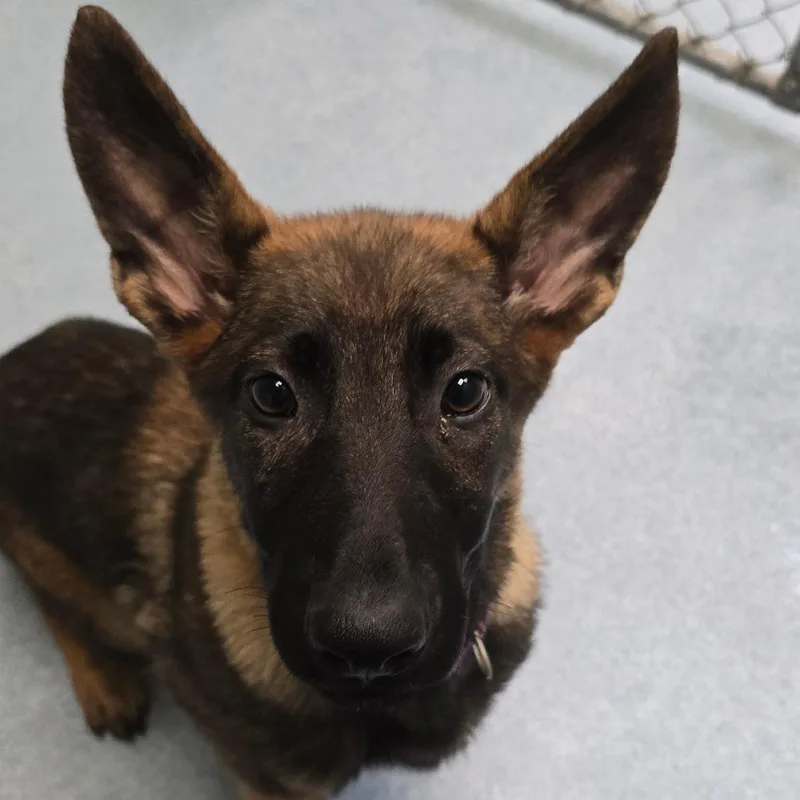 A baby medium-sized female Brown / Chocolate Belgian Shepherd / Malinois dog named Ziggy for adoption in East Hanover, NJ