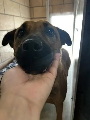 An adult medium-sized female Shepherd dog named Kami for adoption in Madison, NJ