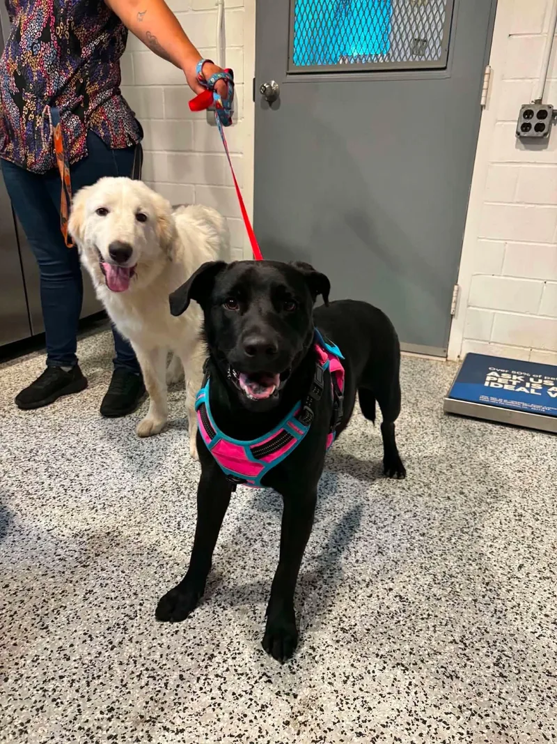 A young medium-sized male Labrador Retriever dog named Shadow for adoption in Houston, TX