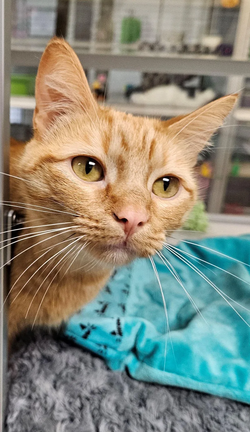 An adult medium-sized female Domestic Short Hair cat named Briar Rose for adoption in Iowa City, IA