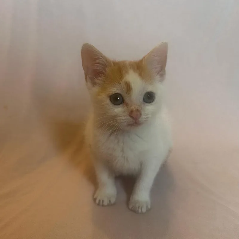 A baby small-sized male Orange / Red Domestic Short Hair cat named Almond for adoption in Fort Lauderdale, FL