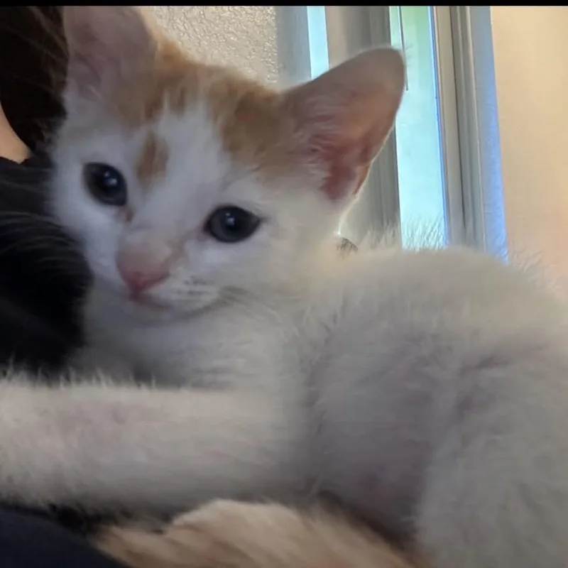 Almond thumbnail 2