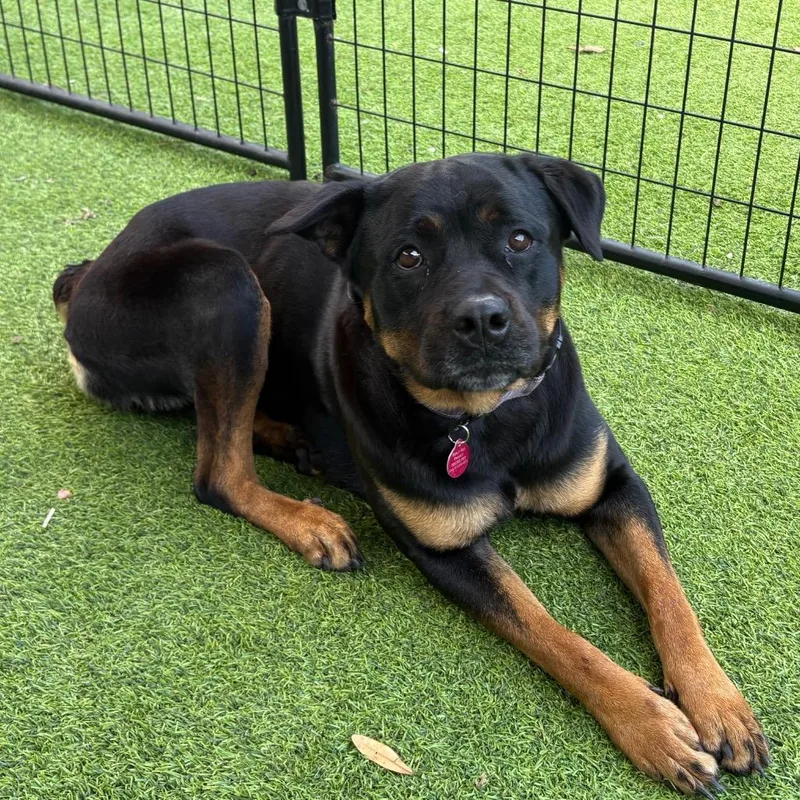 An adult large-sized female Rottweiler dog named Freya for adoption in Tampa, FL