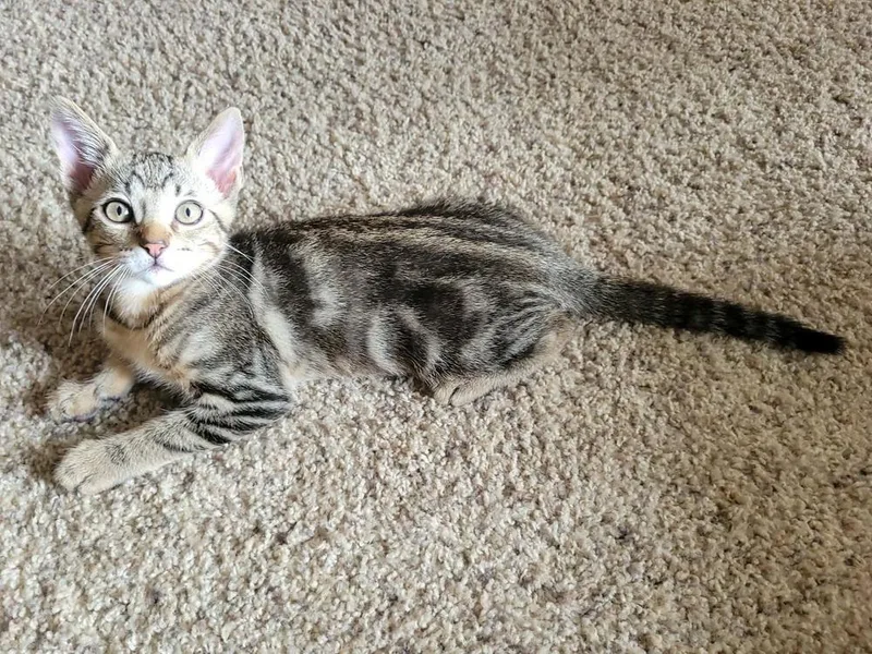 A baby small-sized male Tabby (Brown / Chocolate) Domestic Short Hair cat named Rainier for adoption in tucson, AZ