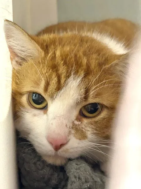 Mr. Smudge thumbnail 3