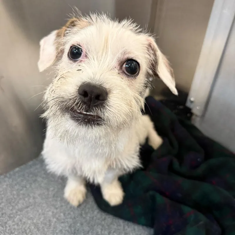 An adult small-sized female White / Cream Terrier dog named Queens for adoption in Brooklyn, NY