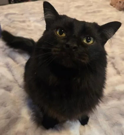 A senior large-sized male Black Domestic Long Hair cat named Blue for adoption in Lakeside, AZ