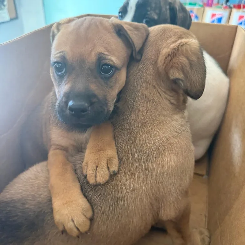 A baby small-sized female Brown / Chocolate Boxer dog named Bubbles for adoption in Morganton, NC