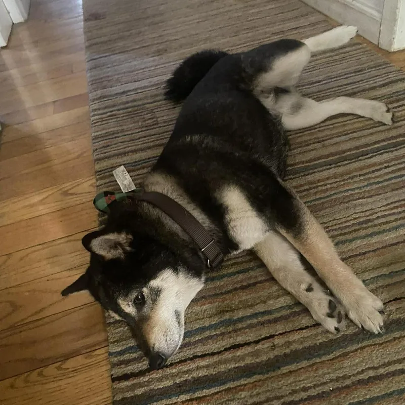 An adult small-sized female Black Shiba Inu dog named Nami for adoption in Long Island City, NY