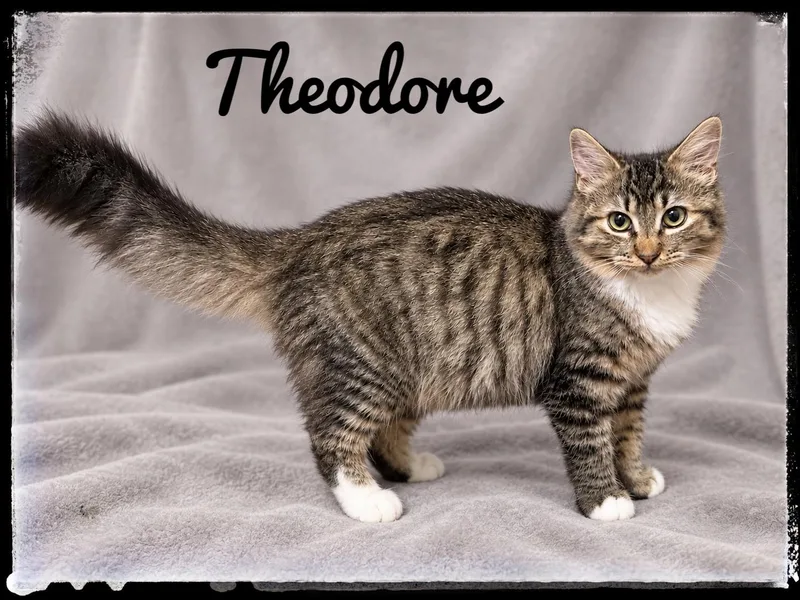 A baby small-sized male Domestic Medium Hair cat named Theodore for adoption in El Cajon, CA