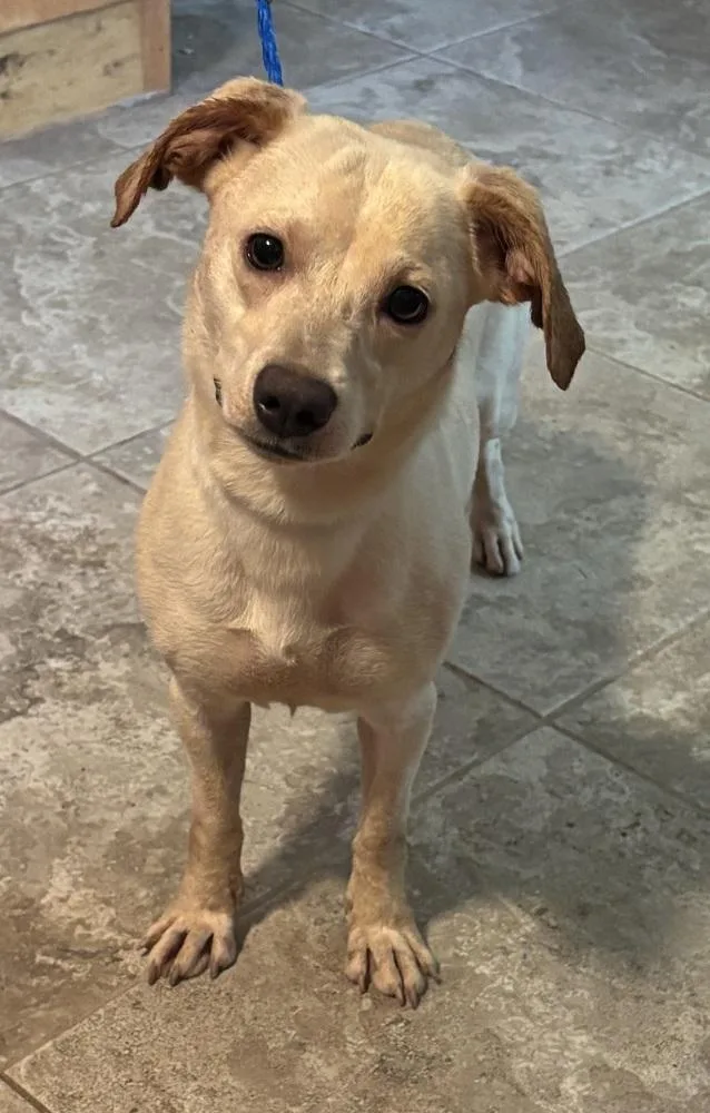 A young medium-sized female Brown / Chocolate Mixed Breed dog named Fira for adoption in Brookshire, TX