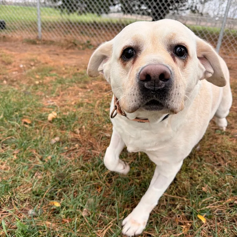 An adult large-sized female Yellow / Tan / Blond / Fawn Yellow Labrador Retriever dog named Willow for adoption in Chippewa Falls, WI