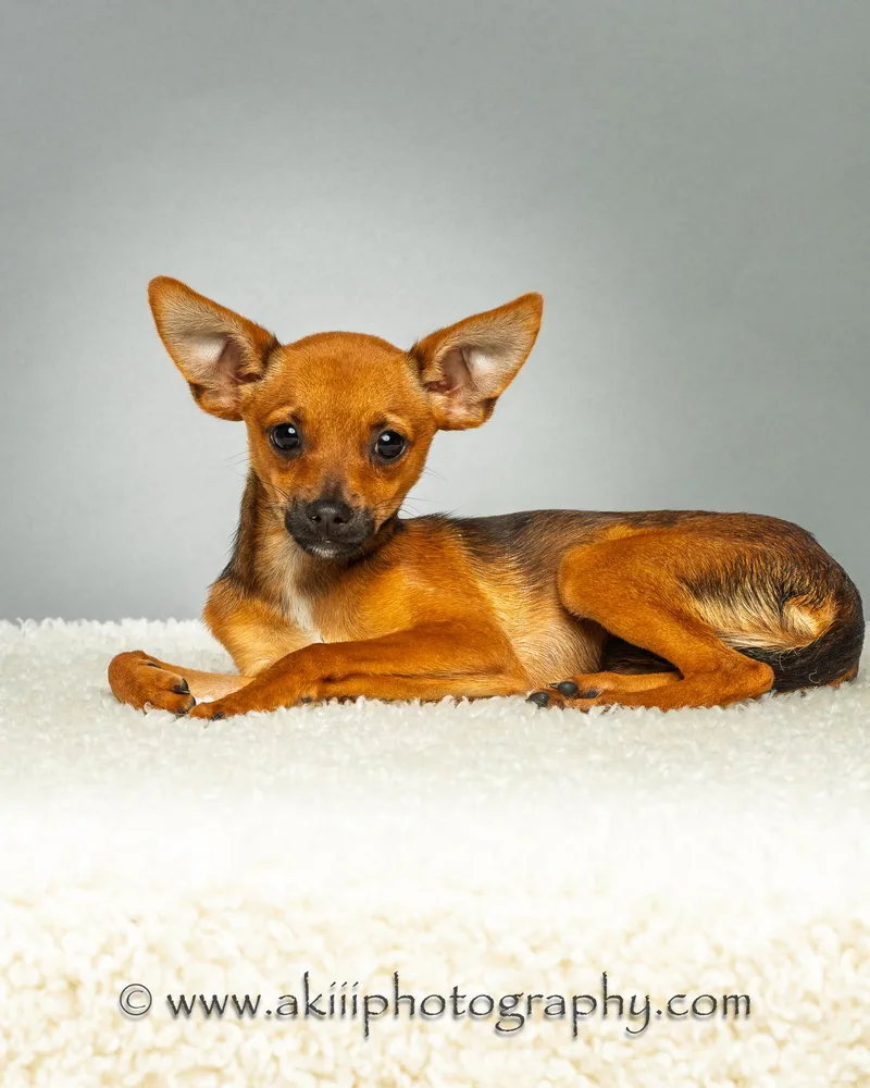A baby small-sized male Golden Chihuahua dog named Tony Puppy for adoption in Plano, TX