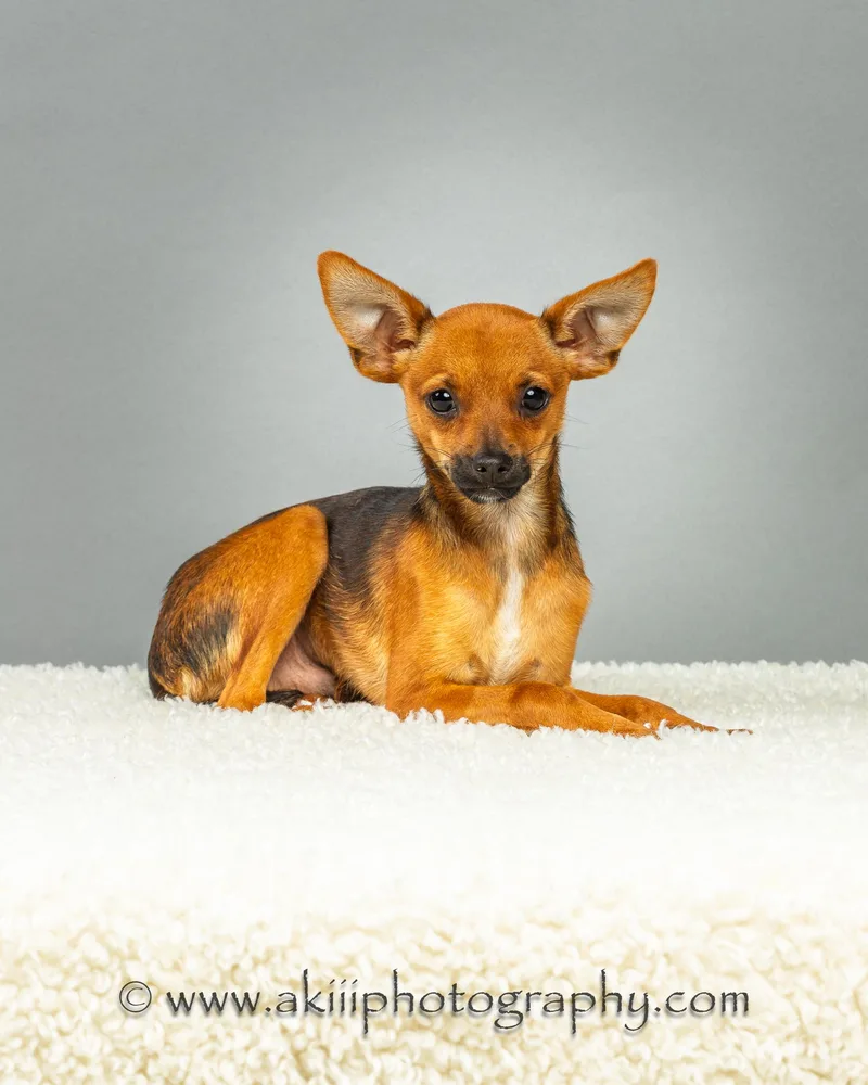 Tony  Puppy thumbnail 3