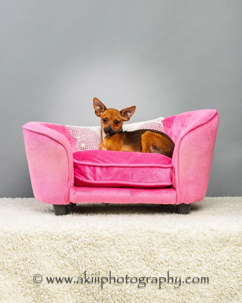 Tony  Puppy thumbnail 4