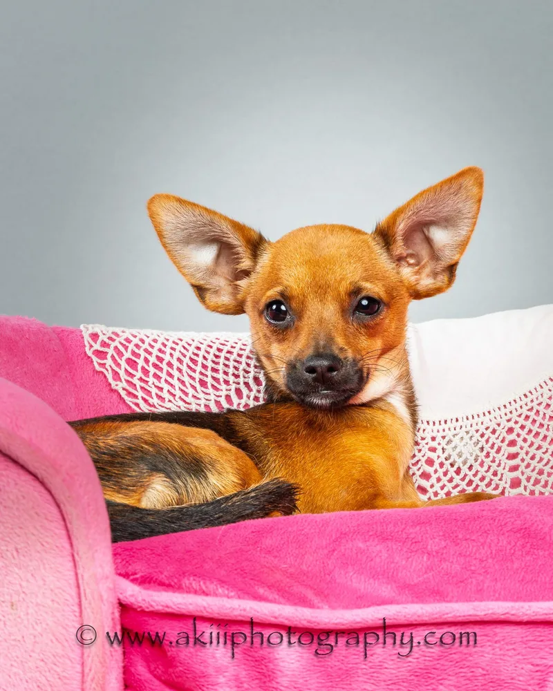 Tony  Puppy thumbnail 5