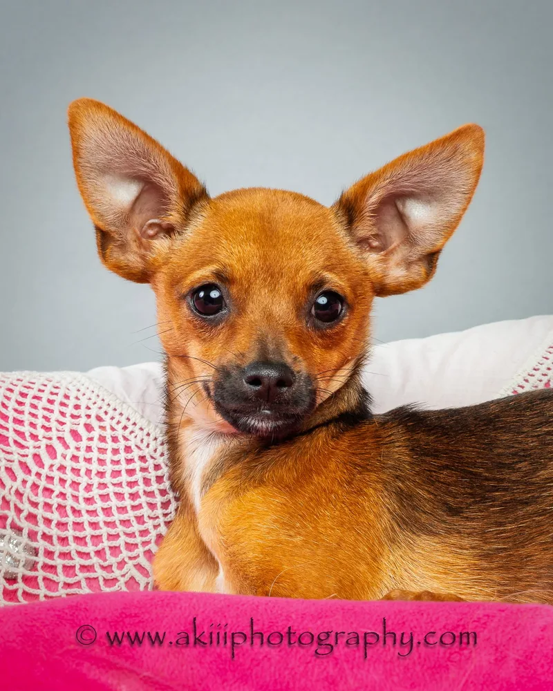 Tony  Puppy thumbnail 6