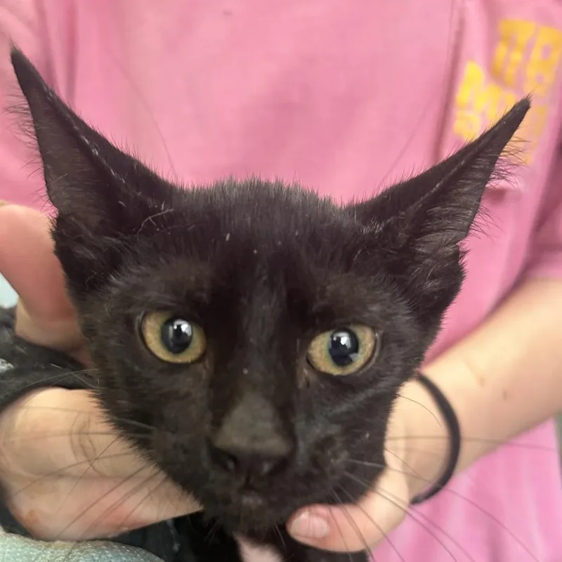 A baby small-sized male Black Domestic Short Hair cat named Binx for adoption in West Point, MS