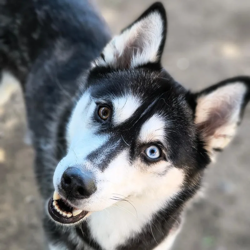 An adult medium-sized female Black Husky dog named Diva $ for adoption in Springfield, MA