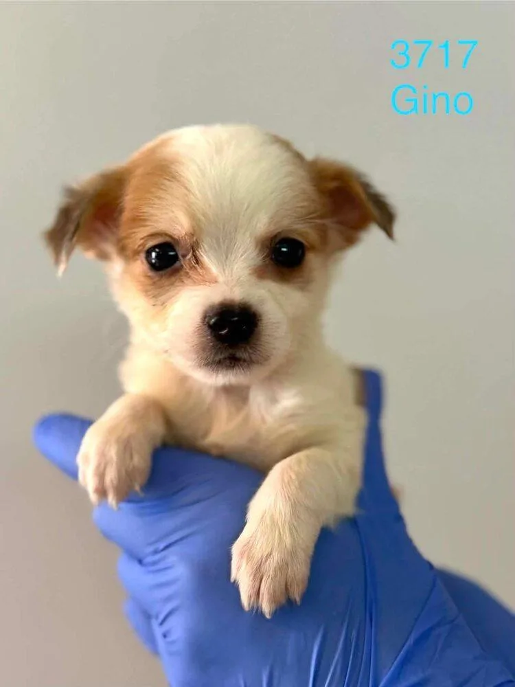 A baby medium-sized male Beagle dog named Gino for adoption in New York, NY